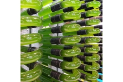 Image Alga Main
